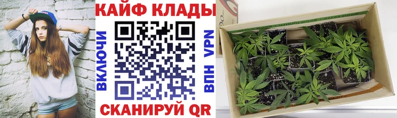 Какие есть наркотики Западная Двина Alpha PVP  МАРИХУАНА  Псилоцибиновые грибы  ГАШ  Меф мяу мяу 